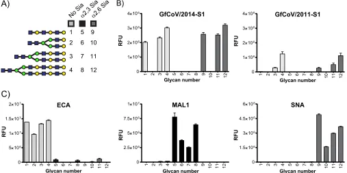 FIG 4 Glycan binding speciﬁcity of guinea fowl S1 proteins. (A) Schematic representation of selected glycan structures present on the glycan array; numberscorrespond to those shown in the graphs
