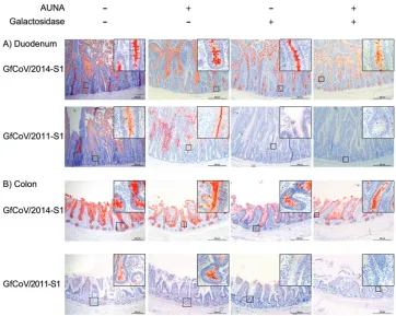 FIG 6 Binding of GfCoV S1 proteins to guinea fowl duodenum and colon without and with enzymatic pretreatmentof the tissues