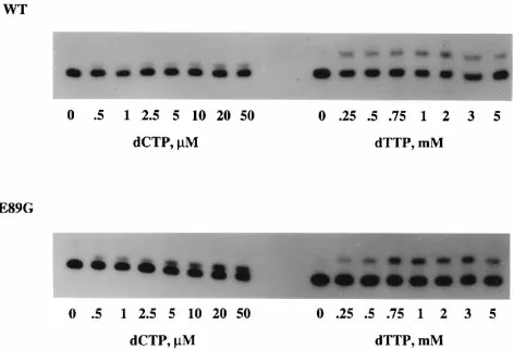 FIG. 2. Autoradiogram showing the effect of dNTP concentration on the rateof misinsertion by wild-type (WT) and E89G mutant RTs
