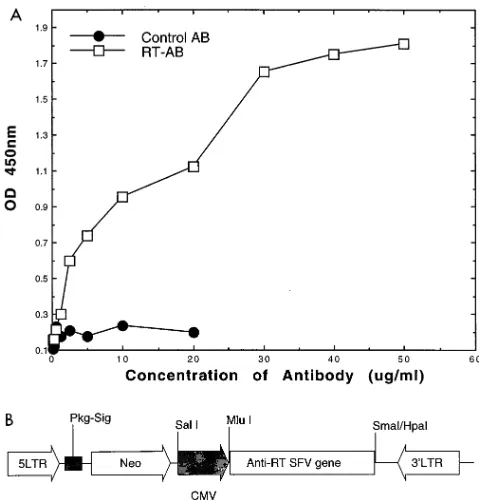 FIG. 1. (A) Binding afﬁnity curve for an anti-HIV-1 RT MAb. In vitro bind-ing afﬁnity of puriﬁed anti-HIV-1 RT antibody (RT-AB) molecules (serial dilu-