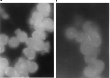 FIG. 2. Analysis of SFv protein expression in the cytoplasm of T lymphocytes. Immunoﬂuorescent staining of the intracellular anti-RT SFv moiety was demonstratedin situ
