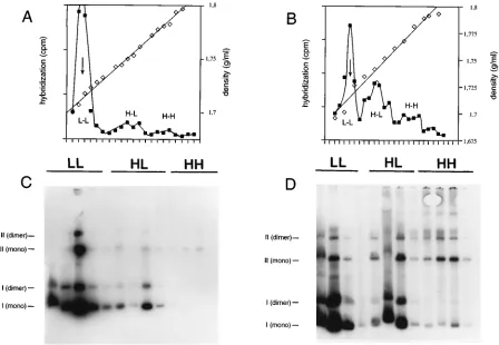 FIG. 1. oriLytthe replicates semiconservatively soon after induction of the lytic cycle
