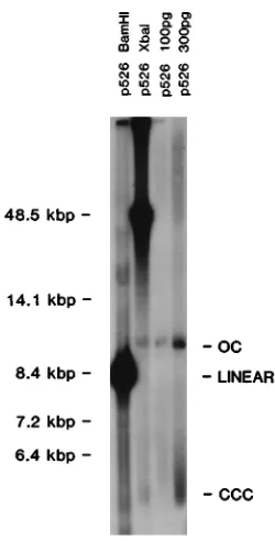 FIG. 2. Replication of the oriLytin D98HR1 cells. The autoradiogram shows different forms of p526mid DNA which had been isolated from D98HR1 cells in the transient replica-tion assay