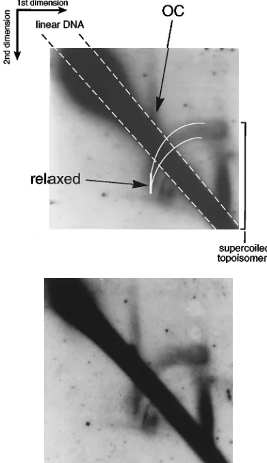 FIG. 4. Topoisomers of oriLytcellular DNA from induced Akata cells harboring thewas analyzed on a two-dimensional agarose gel in the absence of intercalatingdye in the ﬁrst dimension and with 1.5dimension