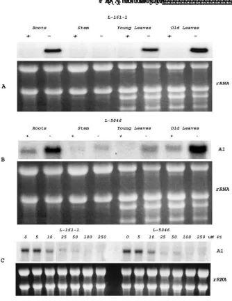 Figure 3. Northern blot analysis of maize A1 gene of Pi-efficient and Pi-inefficient genotypes grown for 15 days in hydroponic culture in the presence or absence of phosphate