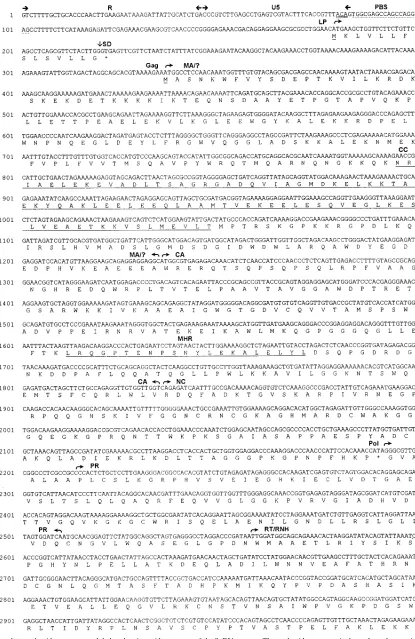 FIG. 2. Complete nucleotide sequence and deduced amino acid sequences of the SnRV genome