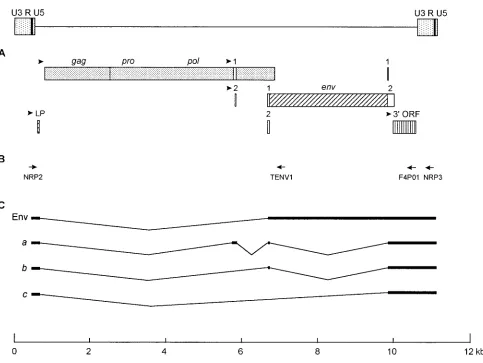 FIG. 3. SnRV genome organization and splicing pattern. (A) Predicted coding regions are shown as open or shaded boxes, with potential start codons indicatedby arrowheads