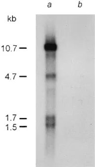 FIG. 4. Northern blot analysis of poly(A) RNA isolated from SSN-1 (lane aand SSN-2 (laneis a striped snakehead cell line which shows no evidence of a retrovirus infection(reference 18 and unpublished results)