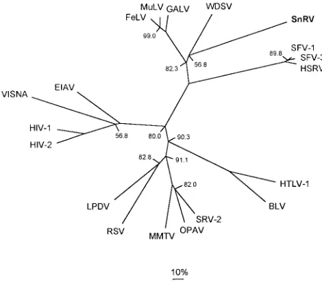FIG. 5. Unrooted phylogenetic tree of representative retroviruses based onalignment of Pol RT/RNH amino acid sequences