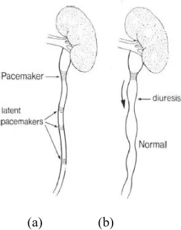 Fig 1: a: the concept of primary and latent pacemakers in ureter, and b: behaviour of ureter during diuresis