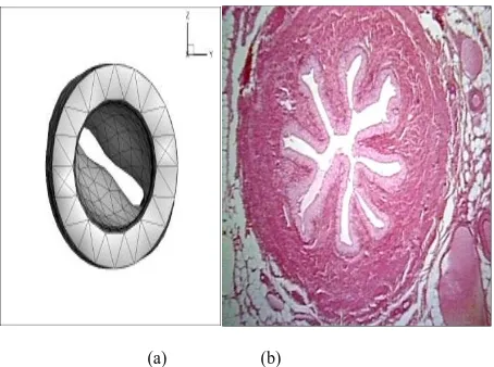 Fig 8.  (a): cross sectional area of the current model during the contraction, (b): cross sectional area of human ureter [19]