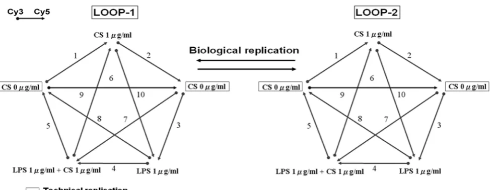 Fig. 1. Design of microarray experiment adopting duplicate sets of loop-design microarray experiments