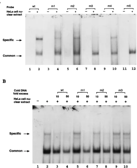 FIG. 2. EMSA with cellular protein(s). (A) Comparison of a cellular proteinfactor(s) in HeLa nuclear extract binding to wild-type or mutant probes by
