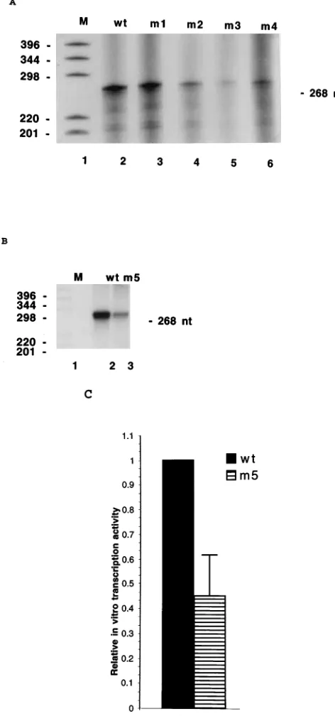 FIG. 5. Effects of the CMV MIEP mutations. (A) Representative in vitrotranscription efﬁciencies from the wild-type and mutant CMV MIEP