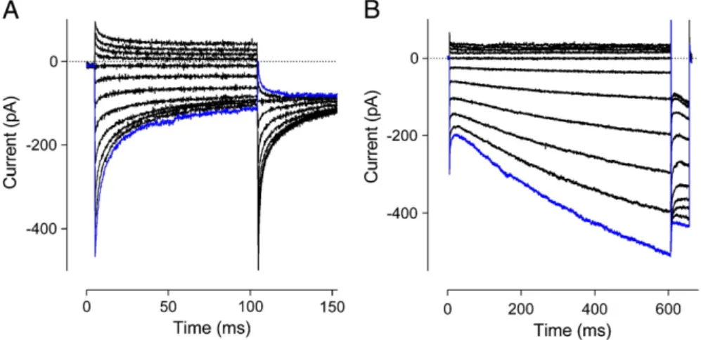 Fig. 1. Examples of FCDI and Ca 2+ -dependent reactivation. Example I CRAC from HEK293 cells with exogenously expressed STIM1 and Orai1