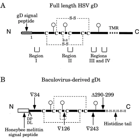 FIG. 1. Schematic representations of full-length and truncated HSV gD. (A)Full-length gD expressed on HSV virion and infected cell surfaces