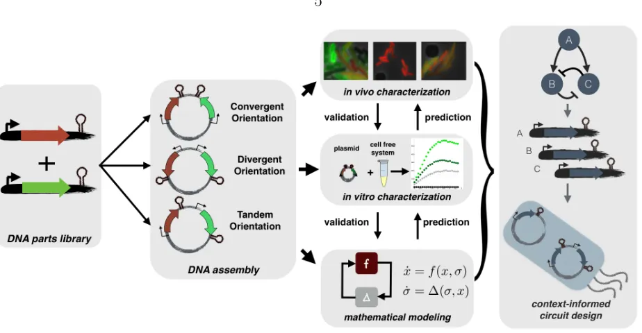 Figure 2.1: Experimental and theoretical approaches for understanding composi-tional context eﬀects: Plasmids are constructed using synthetic biology techniques vary-ing gene orientation, transcript length, coding sequence, replication origin, and antibiot