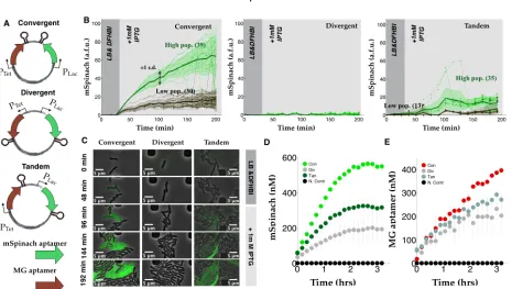 Figure 2.2:Compositional context alters single cell RNA expression proﬁles:, divergent-, and tandem- oriented mSpinach expression.(A) Convergent-, divergent-, and tandem-oriented mSpinach and MG aptamer reporterson ColE1 backbone