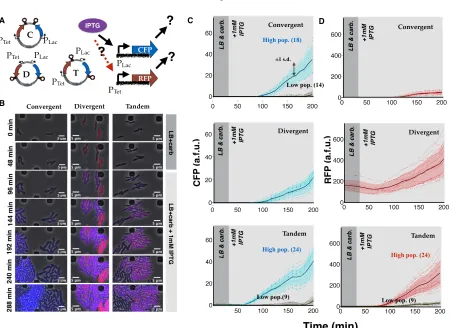 Figure 2.3: Consistent compositional context eﬀects are observed in translatedreporters: (A) Plasmid maps for convergent, divergent, and tandem oriented CFP andRFP on the ColE1 plasmid backbone