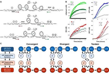 Figure 2.5: Mathematical models incorporating supercoiling dynamics are able