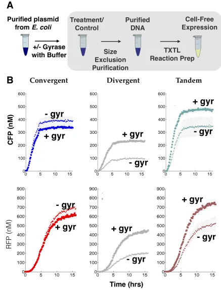 Figure 2.6: Relaxation of positive supercoiling in plasmids with gyrase enzymedivergent, and tandem oriented ColE1 plasmids prior (small dots) and post treatment (largesigniﬁcantly reduces compositional context eﬀects on gene expression: (A) Work-ﬂow for g
