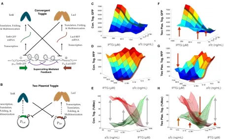 Figure 2.7: Compositional context can be used to introduce supercoiling-mediatedfeedback, improving sharpness of threshold in toggle switch: (A) Diagram of feed-back architecture in a convergent toggle switch