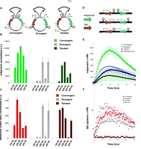 Figure 2.8: Related to Figure 2.2.(A)concentrations of linear MG RNA aptamer in convergent, divergent, tandem orientation, andexpression of equimolar concentrations of linear mSpinach in convergent, divergent, tandemorientation and as a single gene on a li