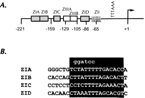 FIG. 1. (A) Organization of cispreviously identiﬁed by DNase I footprinting in conjunction with functionalanalyses (9, 10)