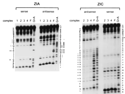 FIG. 7. Summary of methylation interference analyses of speciﬁc complexesformed with the ZIA and ZIC domains