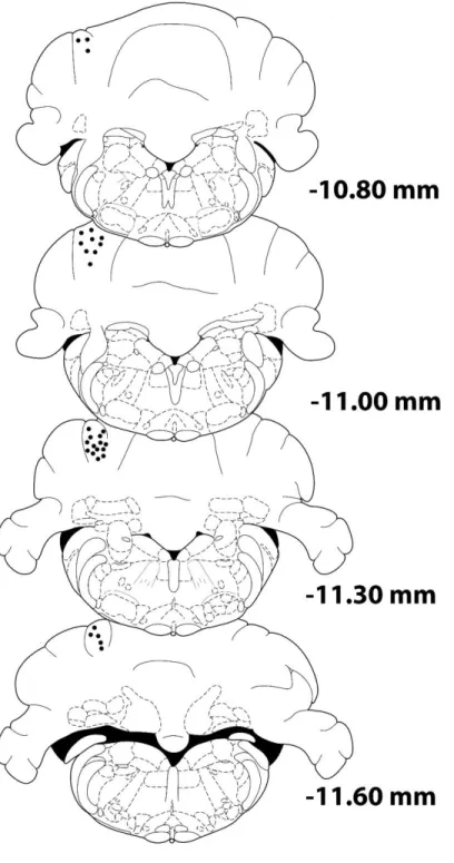 Figure 2.3. Cannula placements in cerebellar lobulus simplex. 