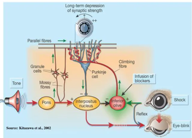 Figure 1.2. Model of eyeblink conditioning. 