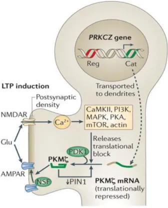 Figure 1.3. PKM-ζ AMPAR Maintenance Model. 