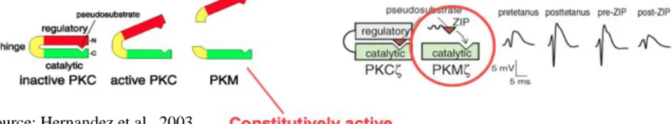Figure 1.4. ZIP and PKM-ζ Structures. 