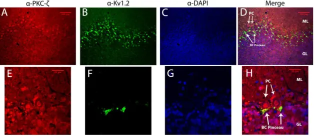 Figure 2.1. Expression of PKC-ζ and Kv1.2 in cerebellar cortex. 