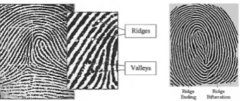Fig. 2. Minutiae of a Fingerprint [11] [13]. The most evident characteristicsof a ﬁngerprint.