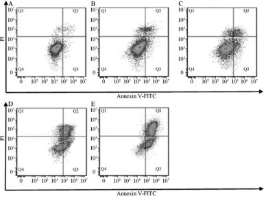 Figure 2. Effect of PYM at different concentrations for 24 h on the apoptosis of HUVEC