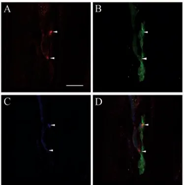 Figure 9: A single confocal optical section of claudin-19 expression at the axon-