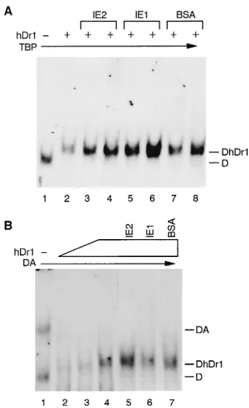 FIG. 2. HCMV IE proteins do not disrupt the DhDr1 complex. (A) EMSAbinding reaction mixtures contained 0.5 ng of TBP alone (lane 1) or 0.5 ng of