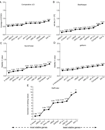Figure 3. Stability of expression of ten candidate reference genes, in accordance with the comparative ΔCt (A), BestKeeper (B), NormFinder (C), geNorm (D), and RefFinder (E) algorithms, in rice leaves from the BRS Bojuru genotype, subjected, in the vegetative stage, to low temperature (13°C) stress during different periods of time.