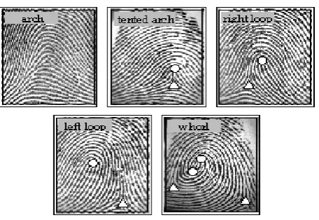 Figure 1.1 Examples of Galton’s three classes (Maltoni, 2009)  