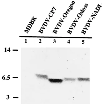 FIG. 1. Immunoblot detection of a 6- to 7-kDa polypeptide with antibodiesgenerated against amino acids 1065 to 1125 of BVDV CP7; the respective BVDV
