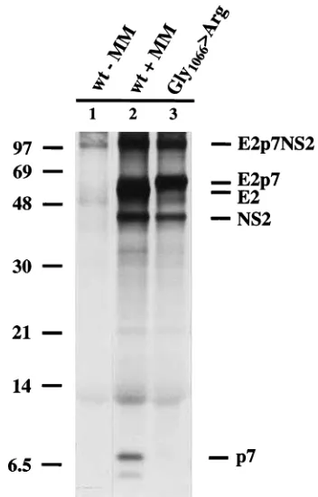 FIG. 5. Generation of p7 depends on the presence of microsomal mem-branes. The plasmid used for the generation of SP6 transcripts was obtained by