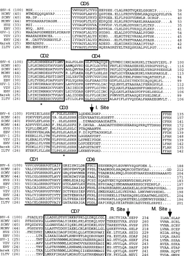 FIG. 2. Multiple alignment of herpesvirus proteinases and assembly protein maturation sites