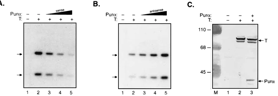 FIG. 1. Effect of Pur �regulatory sequence located between the early and late genes was introduced into the human glial cell line U-87MG in the absence or presence of pJCV-T (10and increasing amounts (0.5, 2.5, and 10.0100-mm-diameter plates (1.5blot analy