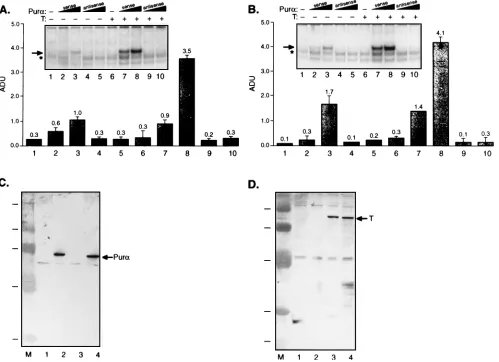 FIG. 3. Effect of T antigen on the binding of Pur �3, transfection with pJCV-T; lanes 4, transfection with pCMV-Purscanning densitometry of the corresponding band (shown by the arrow) and normalized with the intensity of the band depicted by the asterisk w