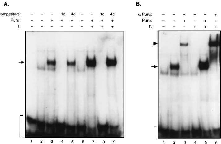 FIG. 4. Competition and supershift analysis of the Pur �to the addition of labeled probes