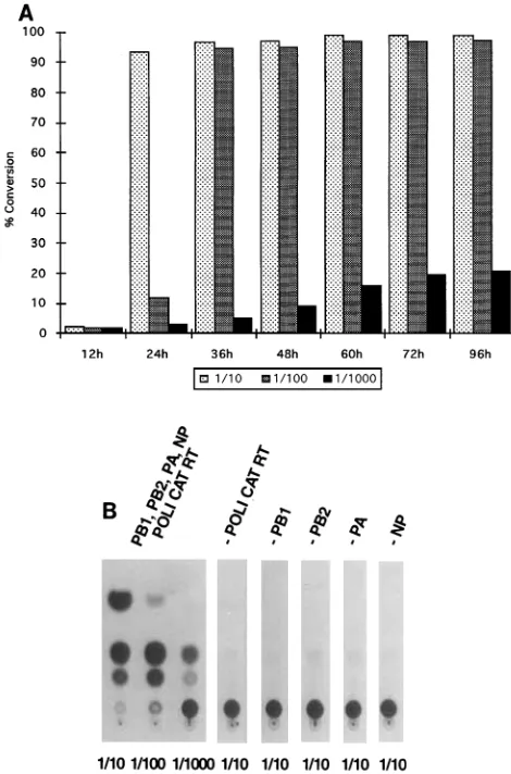 FIG. 2. CAT expression in 293 cells transfected with pPOLI-CAT-RT andpHMG expression vectors for inﬂuenza virus PB1, PB2, PA, and NP proteins.