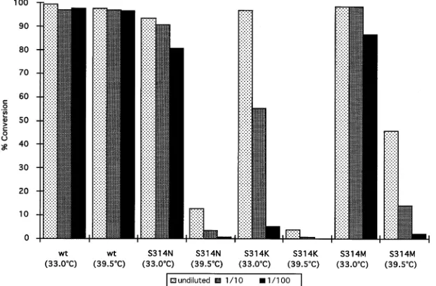FIG. 3. Identiﬁcation of CAT-speciﬁc RNA species of positive sense in plas-mid-transfected cells
