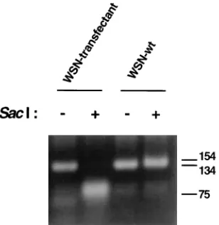 FIG. 5. Restriction analysis of the NA cDNA of a transfectant virus whichwas rescued by using the plasmid-driven reverse genetics system