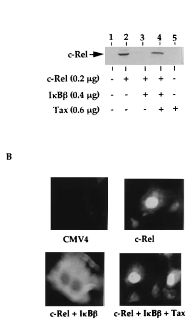 FIG. 4. Tax is able to override the I�c-Rel in transfected COS cells. (A) COS cells were transfected with the indicatedamounts of cDNA expression vectors in various combinations